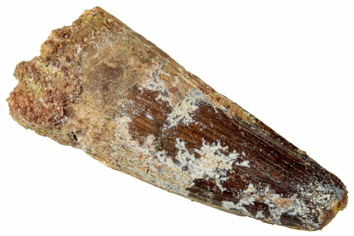 Fossil Spinosaurus Tooth - Real Dinosaur Tooth #326268